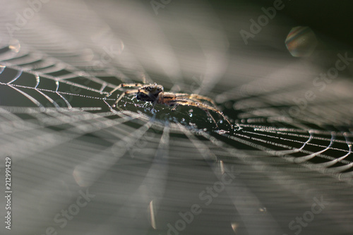 Cuadro en lienzo spider web with morning dew-drop spider