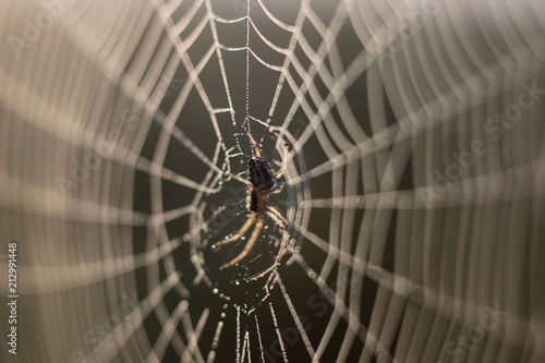 Photos spider web with morning dew-drop spider