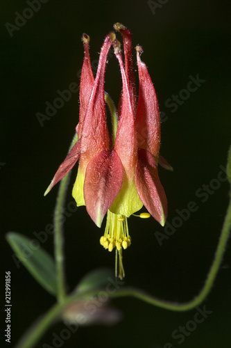 Single red columbine flower in Penwood State Park, Bloomfield, Connecticut. photo