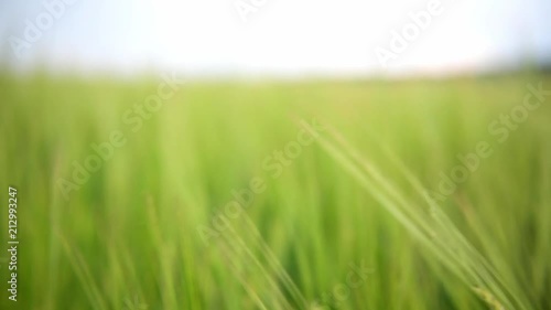 Wheat field during wind photo