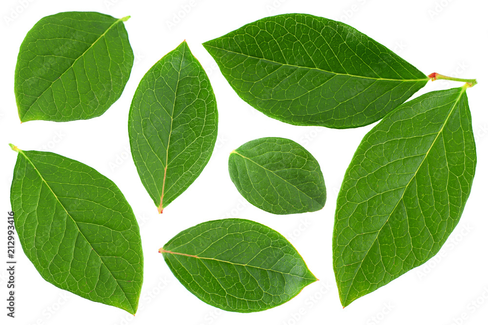 Blueberry  leaf closeup on white