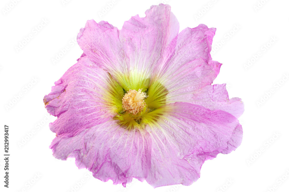Mallow flower head on white Mallow flower head on white