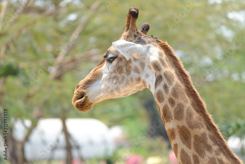 head shot of giraffe with blurred trees in the background