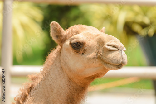 head shot of camel © bigy9950