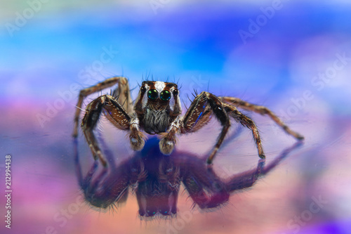 Macro Spider Colorful Bokeo Background photo