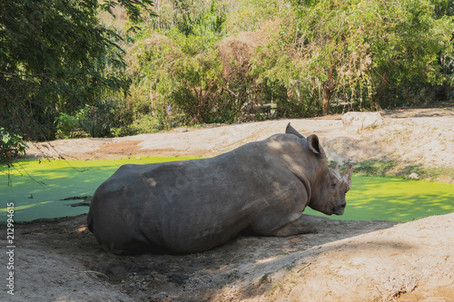 The rhino is resting near with green pond in the Open Zoo  Chonburi  Thailand.