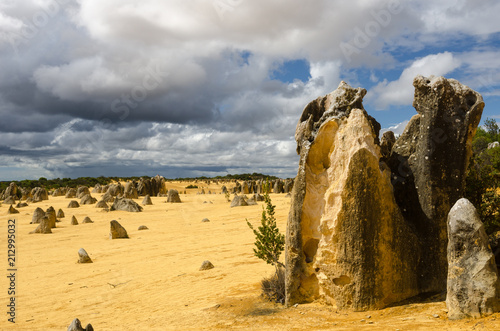 Strange limestone pillars emerge from the golden sand of the Pinnacles Desert in Nambung National Park, Western Australia.