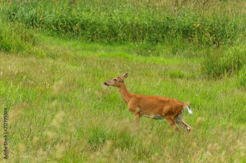 Yang wild deer and green field with grass.