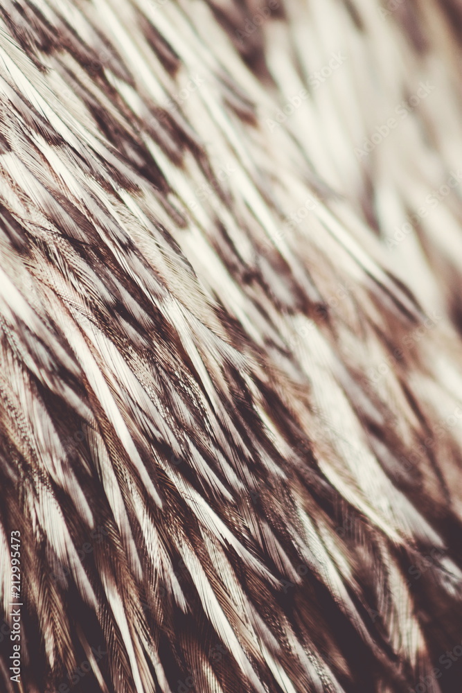 Close up abstract background image of Emu Feathers Close up abstract background image of Emu Feathers