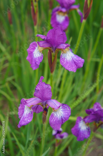 Fototapeta Naklejka Na Ścianę i Meble -   Siberian iris ruby wine purple flowers