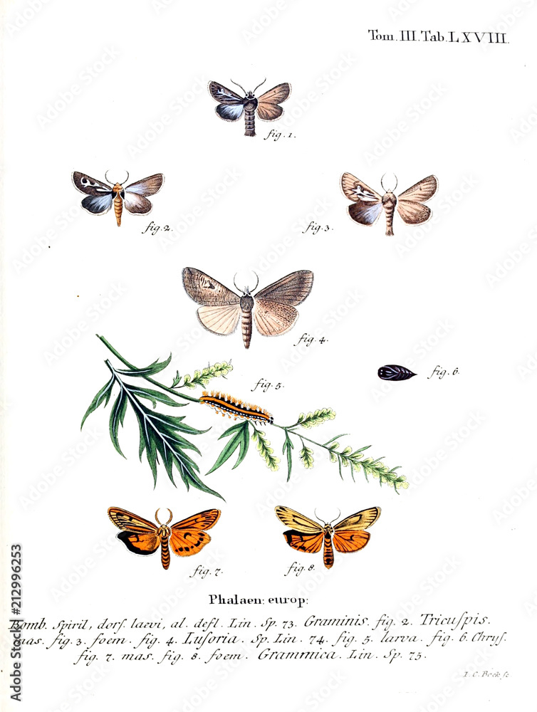 Obraz premium Illustration of butterflies