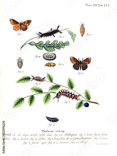 Illustration of butterflies photo