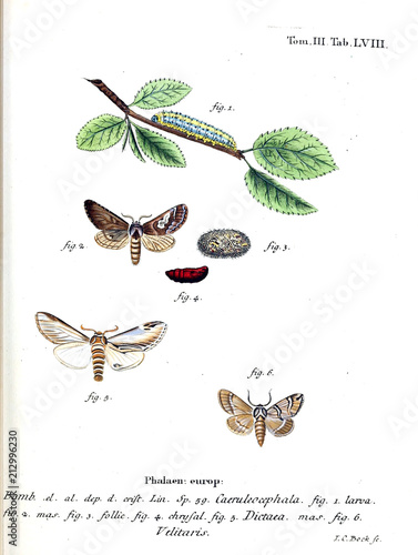 Illustration of butterflies photo