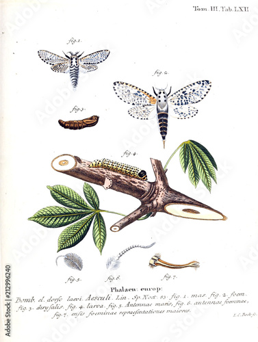 Illustration of butterflies photo