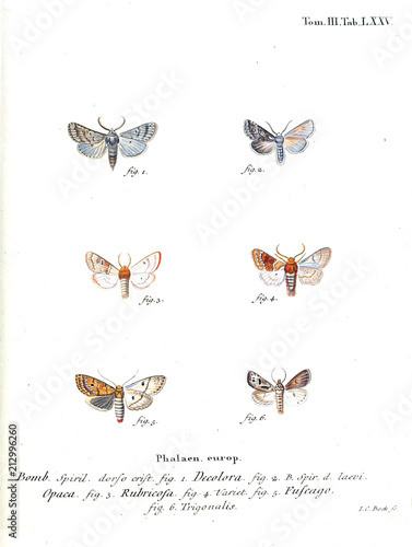 Illustration of butterflies photo