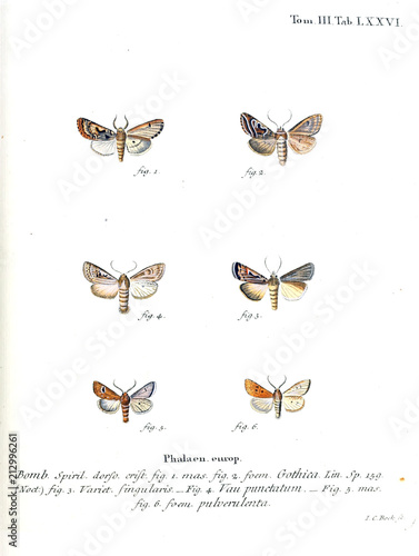 Illustration of butterflies © ruskpp