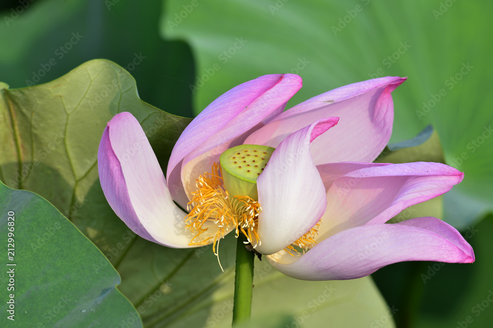Blooming lotus flowers in the park Blooming lotus flowers in the park