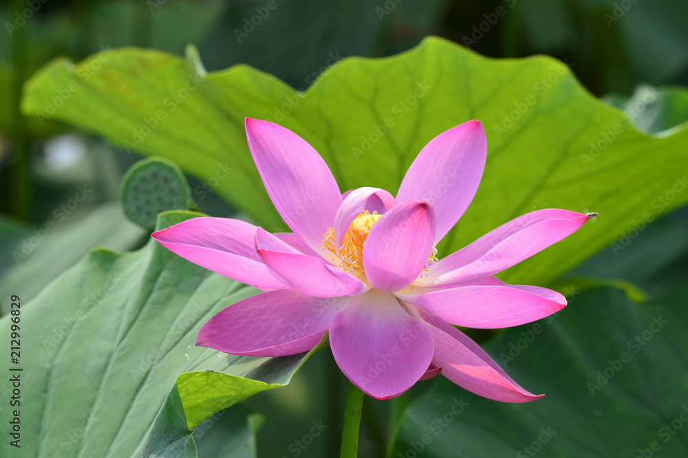 Blooming lotus flowers in the park Blooming lotus flowers in the park