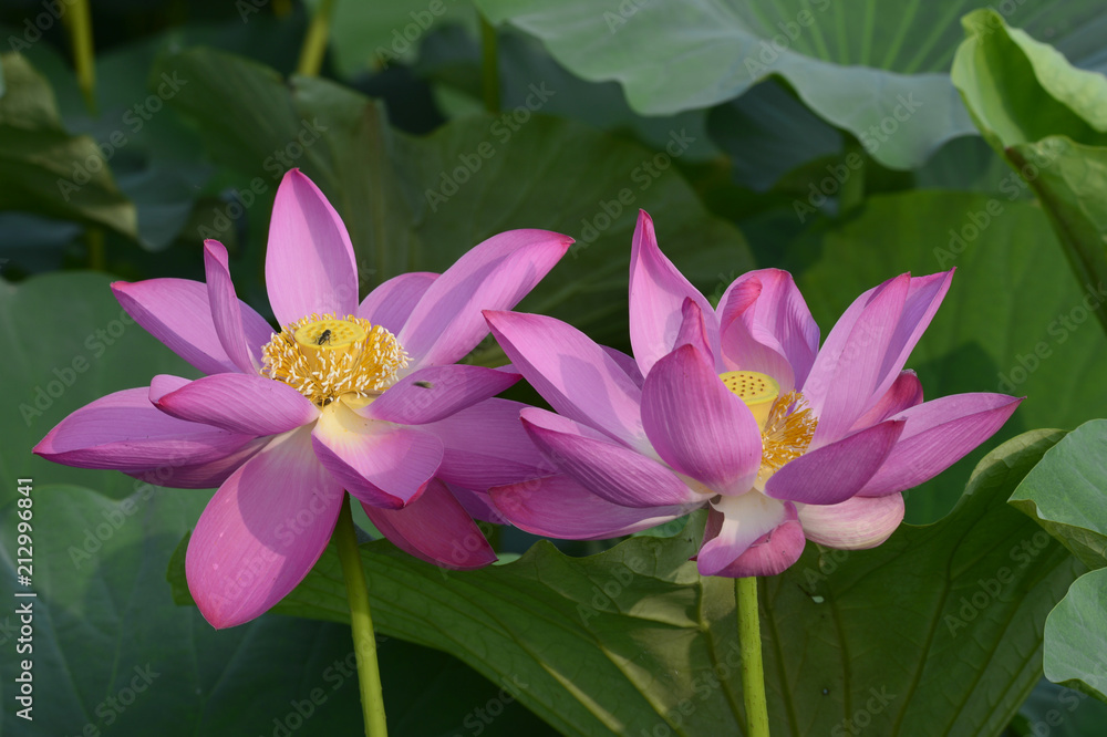 Blooming lotus flowers in the park Blooming lotus flowers in the park