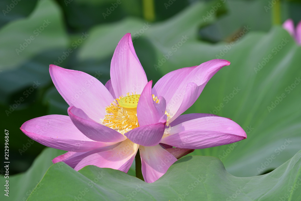 Blooming lotus flowers in the park Blooming lotus flowers in the park