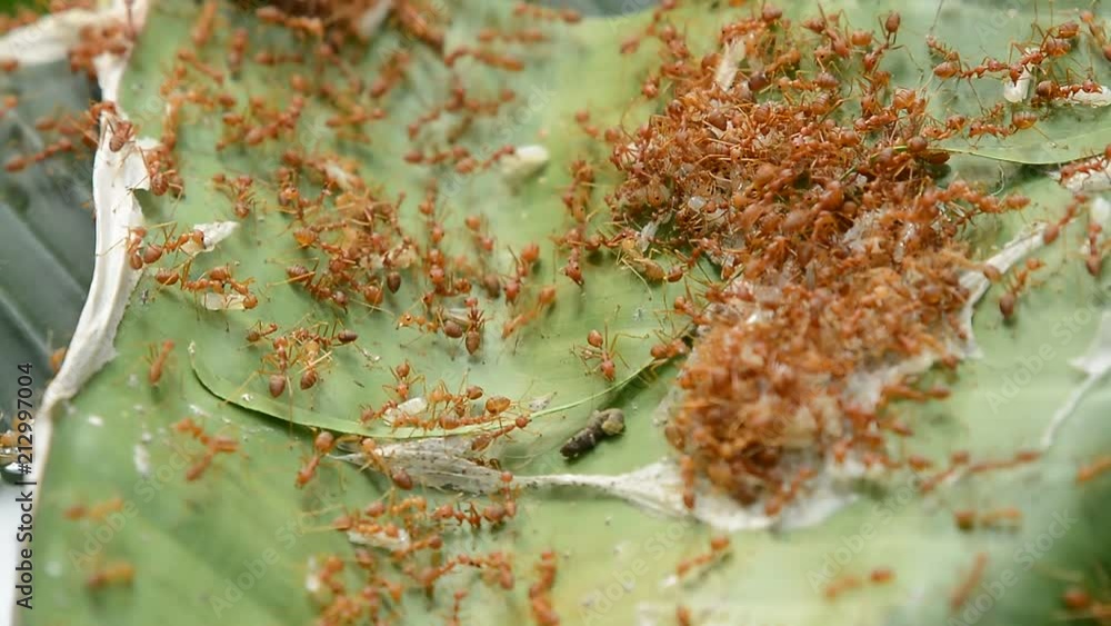 weaver ant colony protect larva ant baby weaver ant colony protect larva ant baby