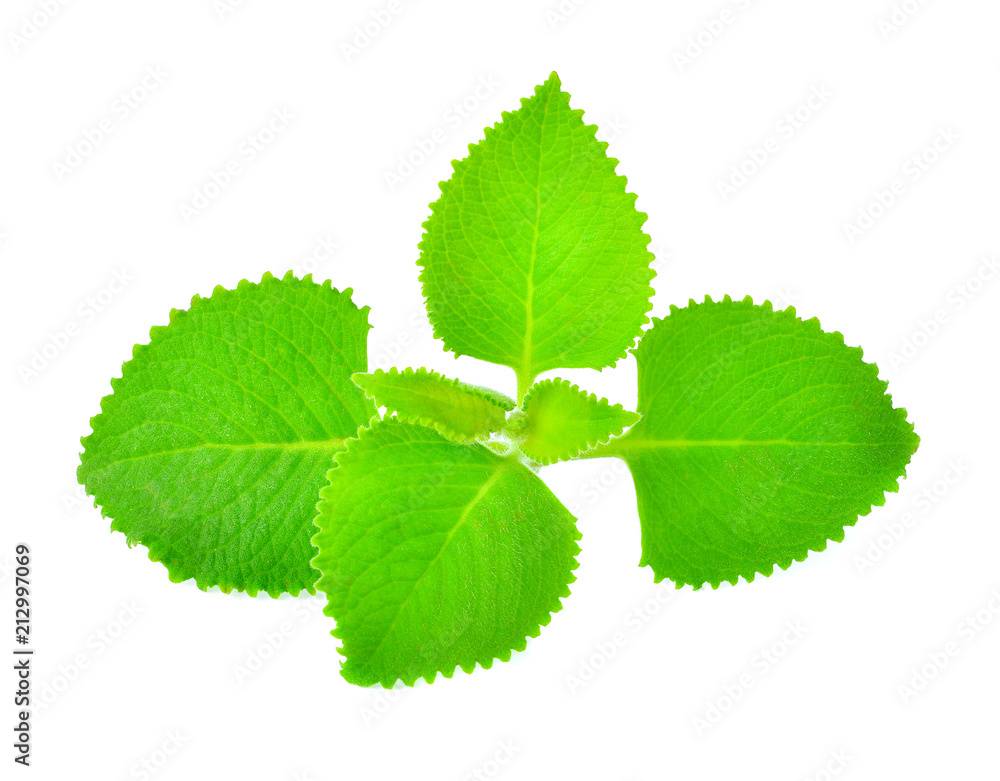 Fresh green leaves isolated on white background Fresh green leaves isolated on white background
