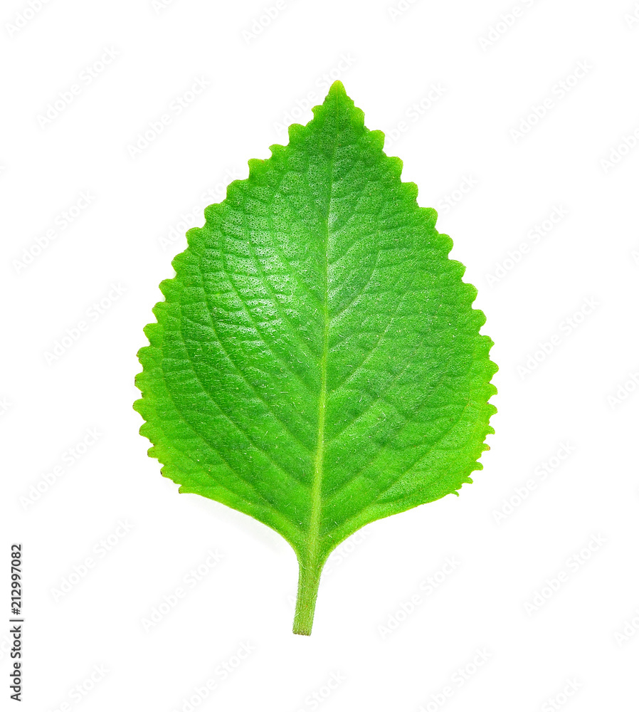 Fresh green leaves isolated on white background Fresh green leaves isolated on white background