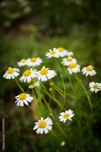 Blooming chamomile field. Chamomile in the wind.