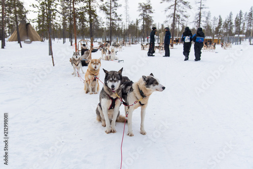 Husky Sledge Adventure