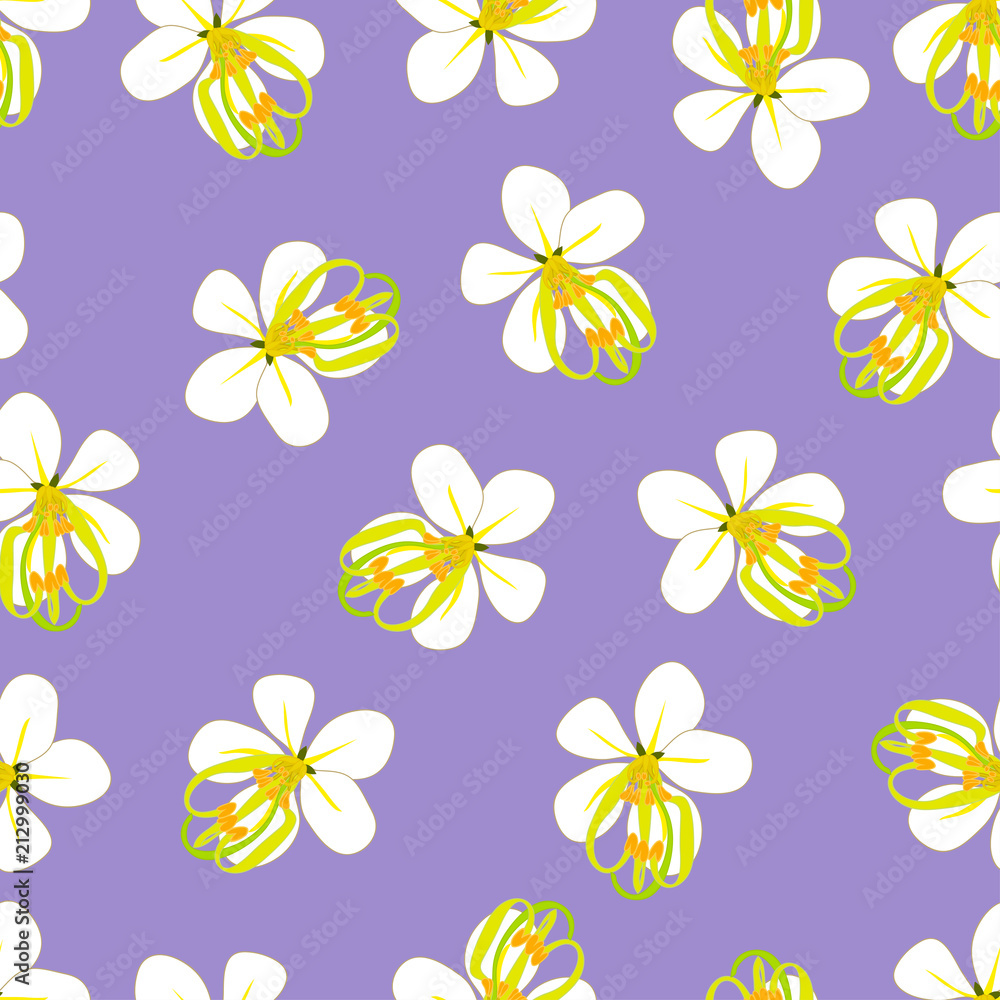 Cassia Fistula - Golden Shower Flower on Purple Background Cassia Fistula - Golden Shower Flower on Purple Background