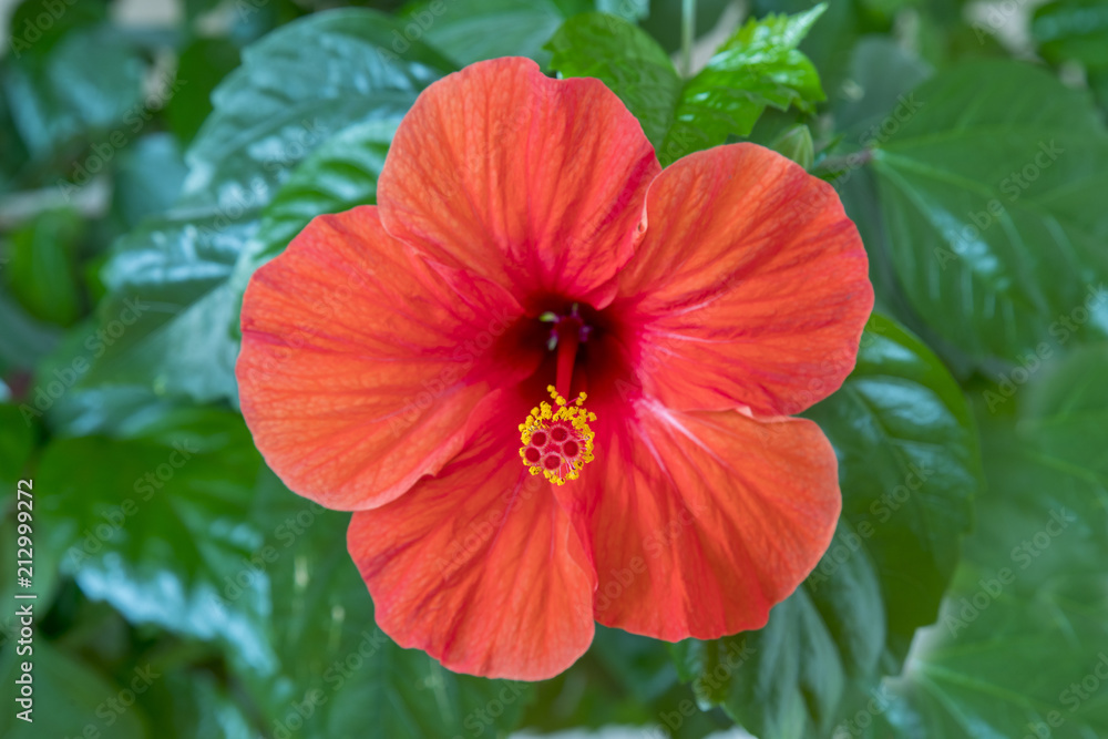 Red hibiscus flower close-up. Red hibiscus flower detail. Close-up of an Hibiscus flower growing on a hibiscus rosa-sinensis shrub on the Mediterranean island of Cyprus. Red hibiscus flower close-up. Red hibiscus flower detail. Close-up of an Hibiscus flower growing on a hibiscus rosa-sinensis shrub on the Mediterranean island of Cyprus.