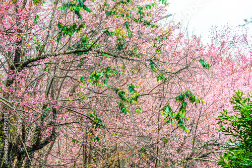 Wild Himalayan Cherry in Khun Wang royal project photo