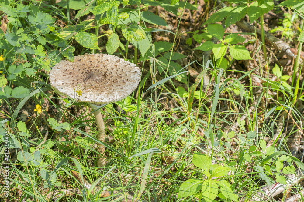 mushroom umbrella in the forest. mushroom-umbrella in the autumn forest, in a clearing in the sun mushroom umbrella in the forest. mushroom-umbrella in the autumn forest, in a clearing in the sun