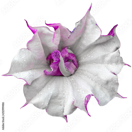 Datura indica flower macro. Isolated on white background