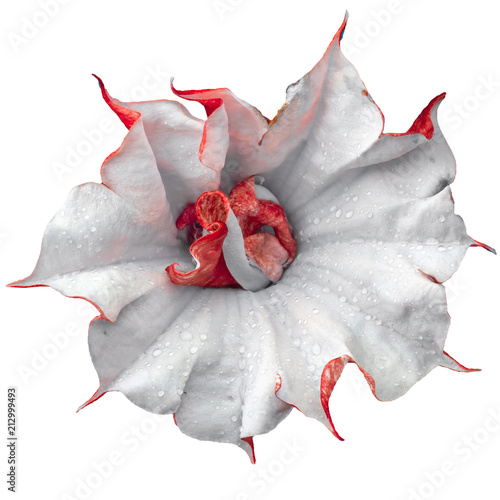 Datura indica flower macro. Artificial colors. Isolated on white background