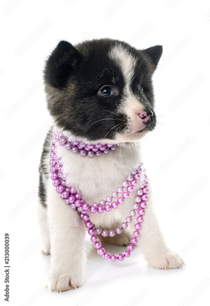 Obraz premium puppy american akita