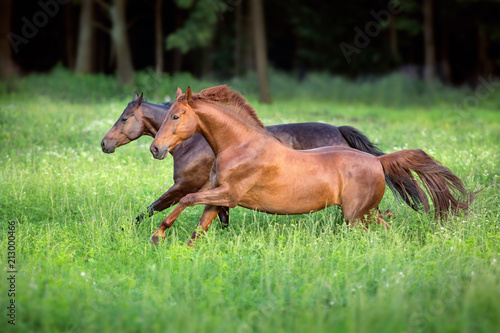 Horses free run in green meadow