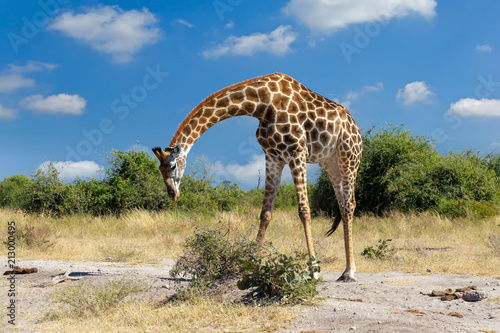 South African giraffe Chobe  Botswana safari