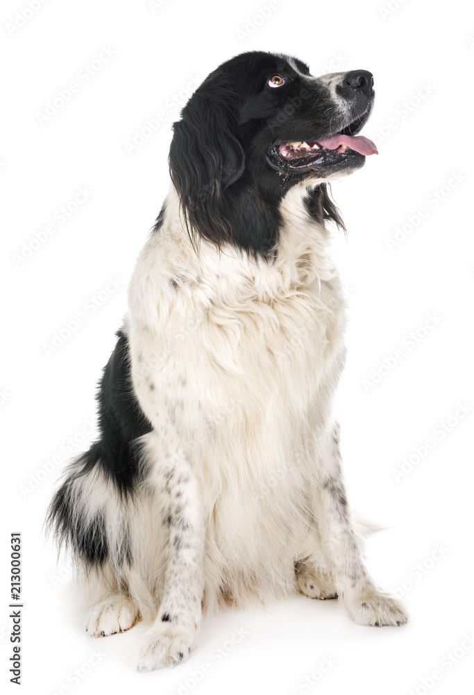landseer in studio landseer in studio