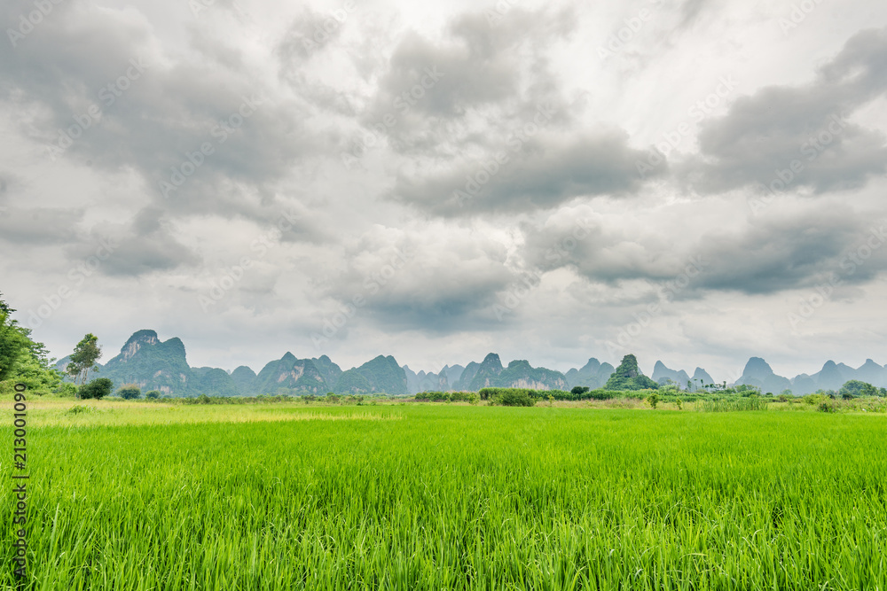 paddy field under cloudy sky paddy field under cloudy sky