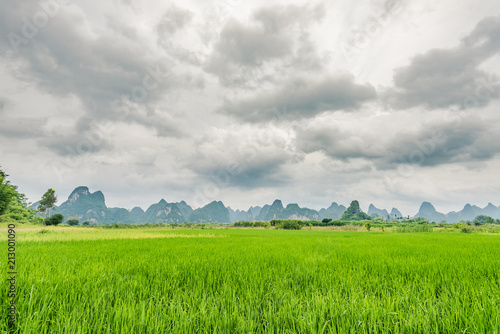 paddy field under cloudy sky