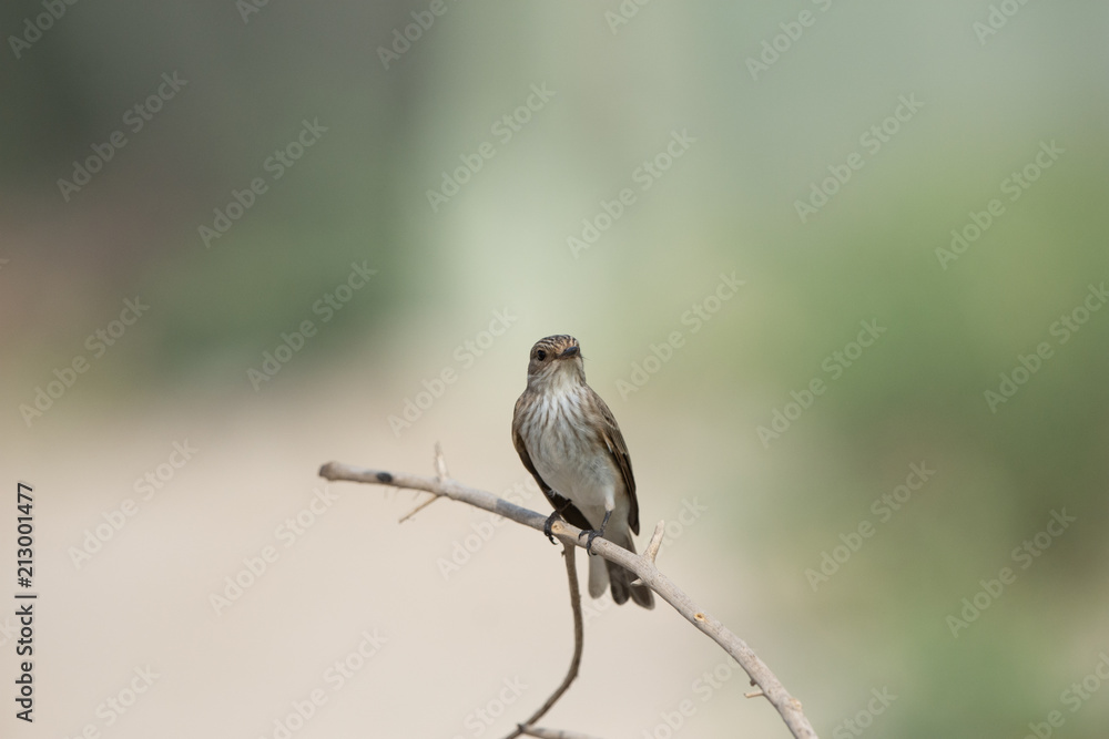 Fototapeta premium Spotted Fly catcher