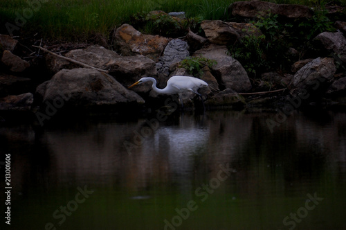 Egret hunting