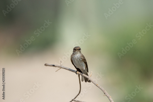 Spotted Fly catcher