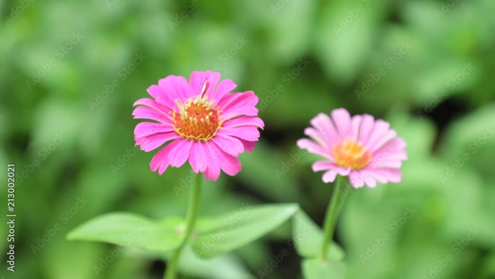 Zinnia lilliput garden flowers with spectacular vibrant colours and green foliage, high definition stock footage clip. Zinnia lilliput garden flowers with spectacular vibrant colours and green foliage, high definition stock footage clip.