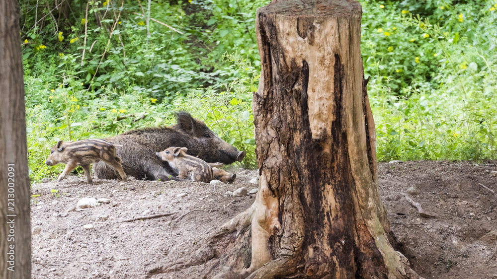 Wild boar mum and pigletts in the forest Wild boar mum and pigletts in the forest