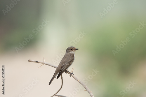 Spotted Fly catcher