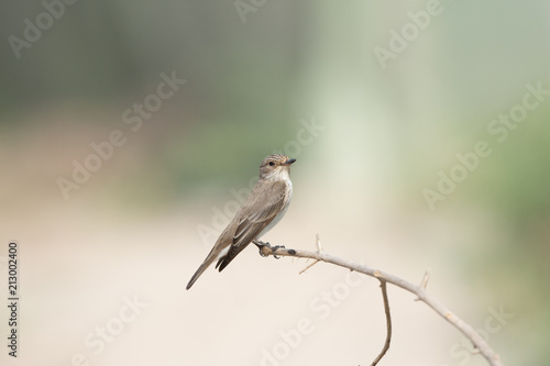 Spotted Fly catcher