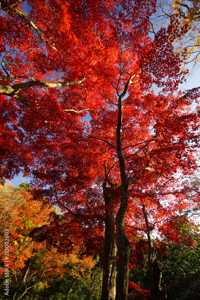 笠置山紅葉燃ゆる頃