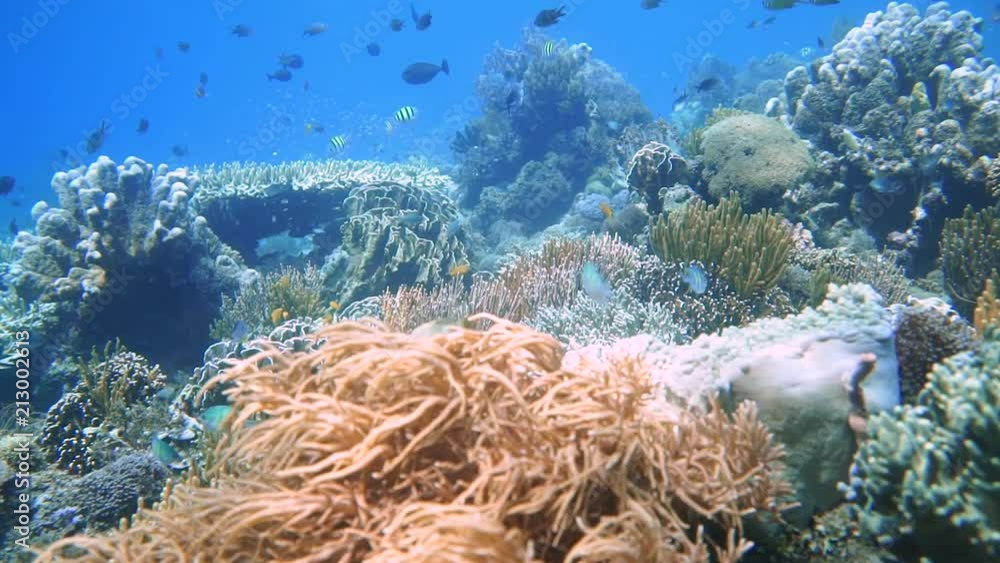 beautiful pristine coral reef in Indonesia. shows the colors and life